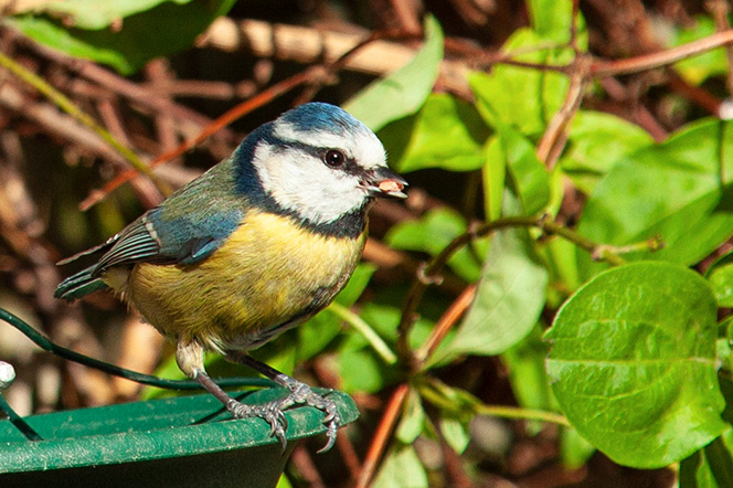 Close up shot of a blue tit bird in garden