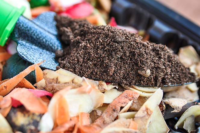 Close-up of compost food waste